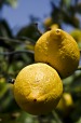 Limone, di kiumars