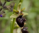 Ophrys sphegodes, di kiumars