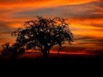African sunset, di puffosub