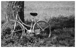 cycle, di Frances33