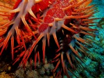 Crown of Thorns starfish, di puffosub