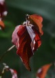 les feuilles rouges, di liproven
