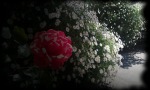 La rosa rossa, di VALEXGIA