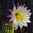 Fiore di cactus, di Patrix