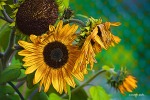 wilted sunflowers, di enzocala
