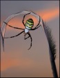 Il ragno acrobata, di Tiberio