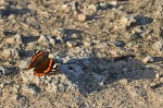 Miss Butterfly ombra lunga, di zizzi