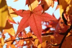 colori e trasparenze d'autunno, di monoscopio