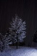 Tree snow, di Nunzio.db