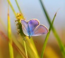 Farfalla blu, di Fabulous