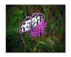 mariposa, di ivy60