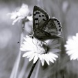 Farfalla e margheritas, di Fabulous