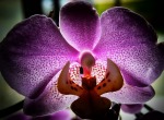 Orchidea., di onofoto