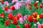 Tulipani, di sonado72