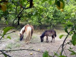 Mamma pony e puledro, di Degio53
