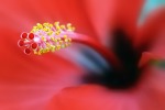 Hibiscus, di Pistapoci