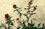 come rose dipinte sul muro, di ivy60