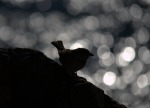 Il mio passero solitario!, di rastlin83
