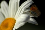 Farfalla 3, di Bruno58