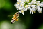 Working Bee, di Bruno58