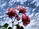 nuvole e fiori..., di nicolasgrey