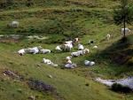 Mucche a Passo di Campogrosso., di SalMessina