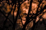 Silhouette d'autunno, di erosbiazzi