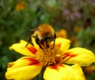L'ape, di Stefano94
