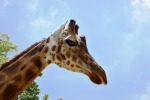 Giraffa, di EmanueleG