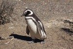 Pinguino di Magellano, di lino
