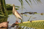 Indian Pond Heron, di lino