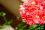 L'ape e il fiore, di ErosPH