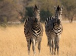 Zebre in coppia, di lino