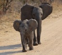 Baby elephant, di lino