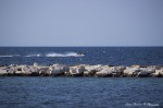 Moto d'acqua Lungomare di Bari, di sav_dam_ph