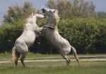 Cavalli razza Camargue, di lino
