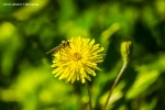 l'ape che si nutre, di sav_dam_ph