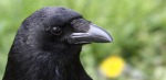 Il corvo, di Stefano65