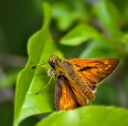 Farfalla, di marion64