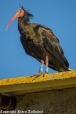 ibis, di PierorGya