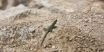 Lizard, di ErosPH