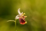 Piccola orchidea selvaggia., di marion64