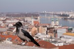Hungarian bird, di shine