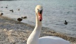 Swan, di soniacorra