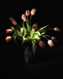 tulipani, di grazia2015
