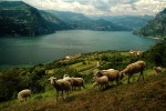 Pecore al pascolo-Lago d'Iseo