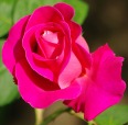 rosa rossa, di cj81218