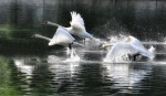 Il volo dei cigni, di Fotobyfabio