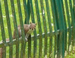 scoiattolo socievole, di climber59