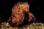 anemone, di fabio.pelosi
